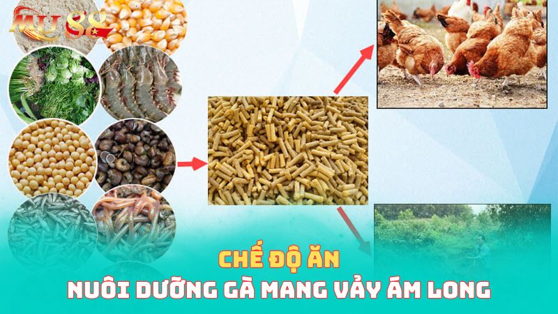 Chế độ ăn của chiến kê có vảy ám long