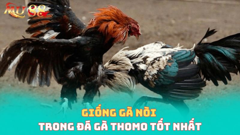 Giống gà nòi trong đá gà Thomo tốt nhất