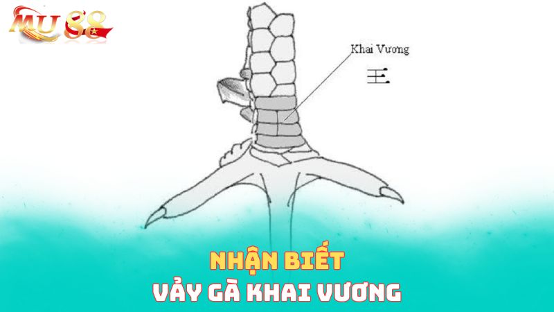 Dấu hiệu nhận biết vảy khai vương