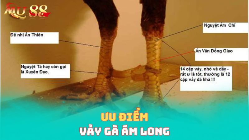 Ưu điểm của vảy gà ám long