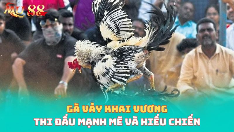 Gà sở hữu khai vương thi đấu như thế nào?