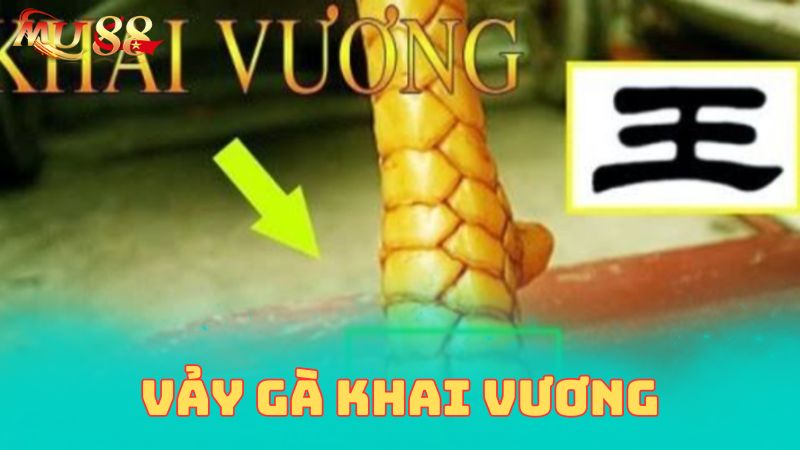 Chi tiết về vảy gà khai vương