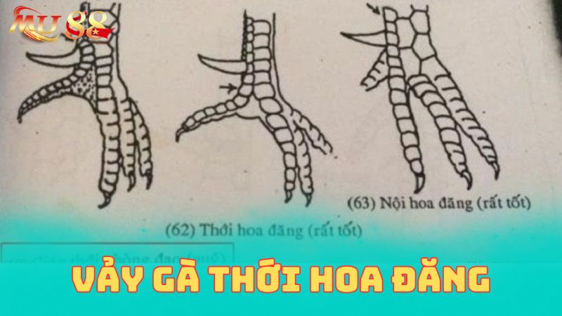 Khái niệm về vảy gà thới hoa đăng